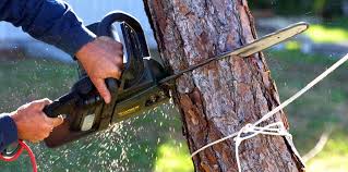 Pest Control for Lawns in Central Heights Midland City, AZ