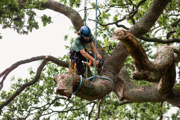  Central Heights Midland City, AZ Tree Care Pros
