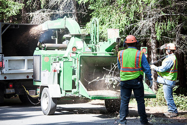 Best Fruit Tree Pruning  in Central Heights Midland City, AZ